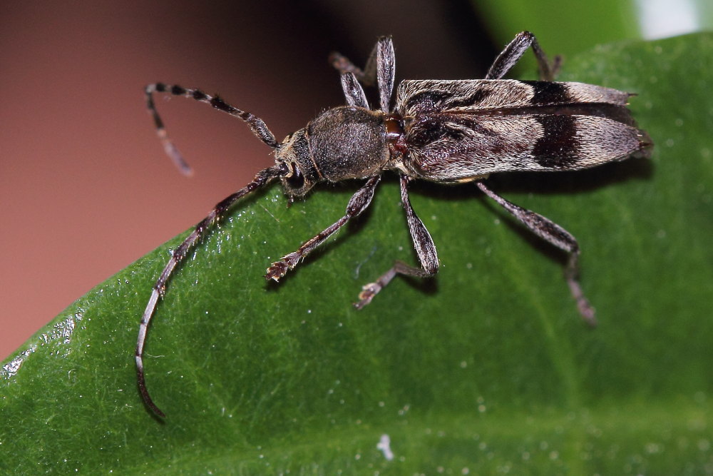 Anaglyptus gibbosus