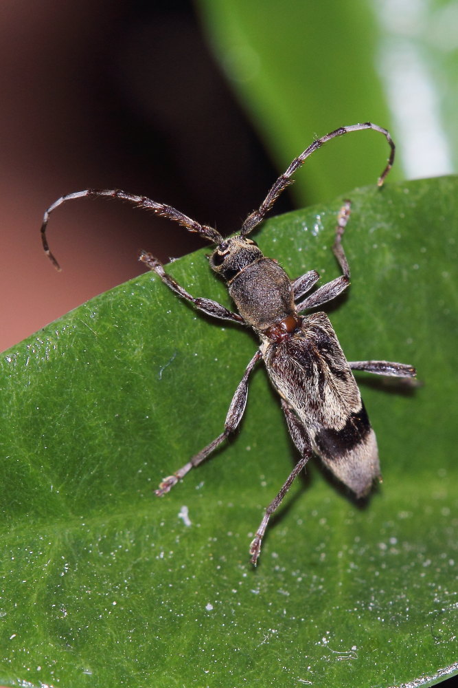 Anaglyptus gibbosus