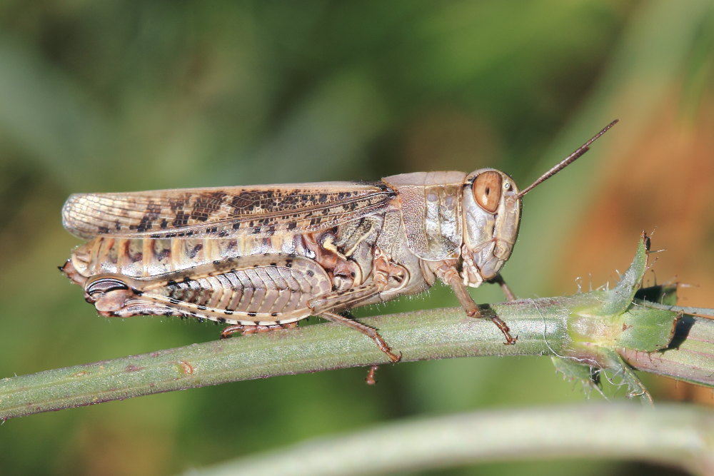 Calliptamus sp.?