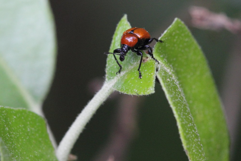 Attelabus nitens