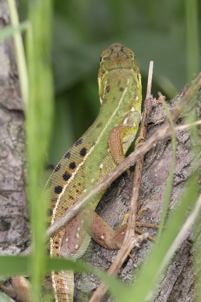 Lacerta bilineata?