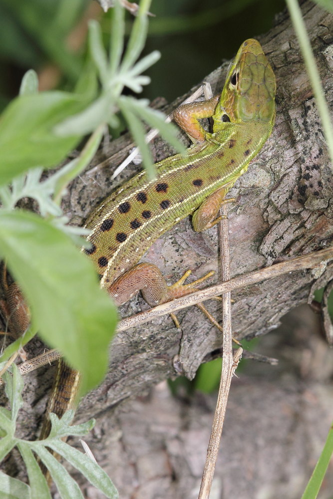 Lacerta bilineata?