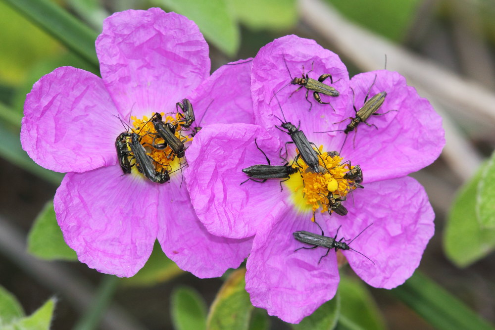 Oedemera flavipes + atrata