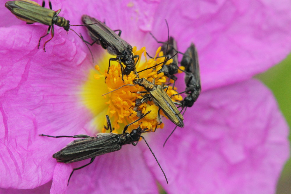 Oedemera flavipes + atrata