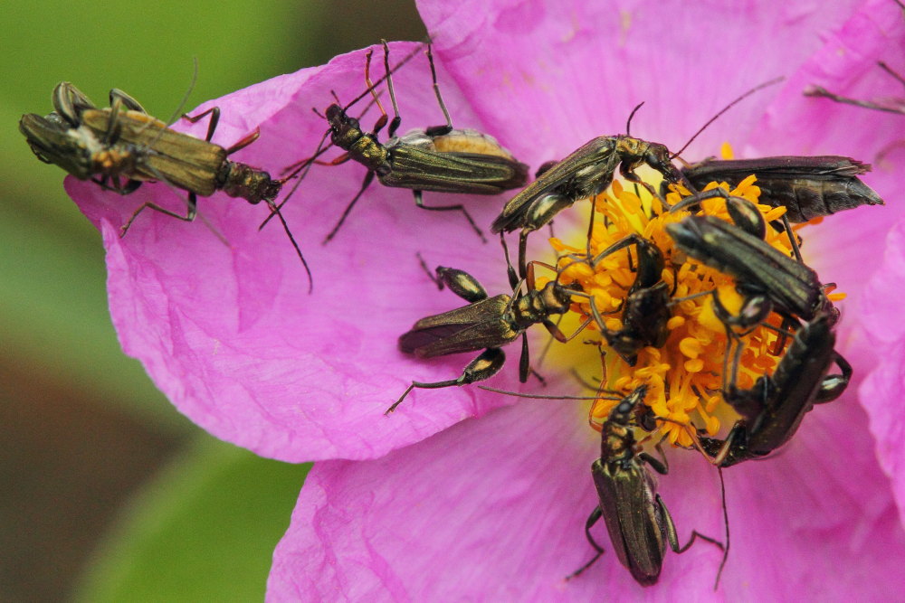 Oedemera flavipes + atrata