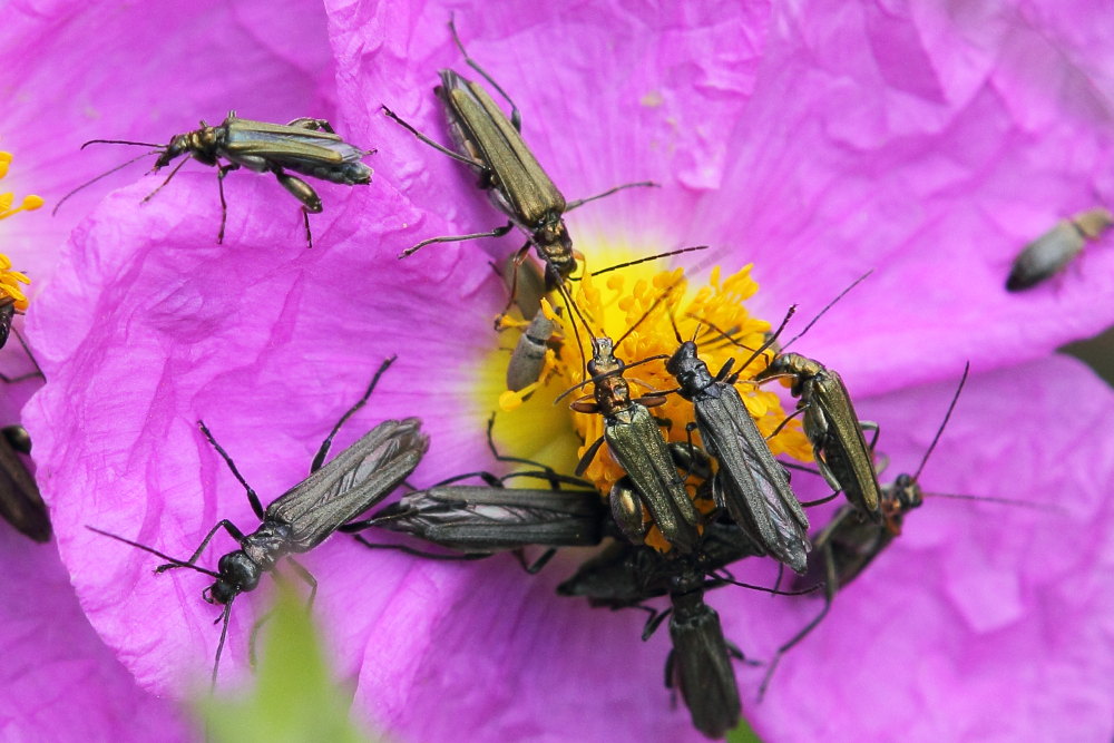 Oedemera flavipes + atrata