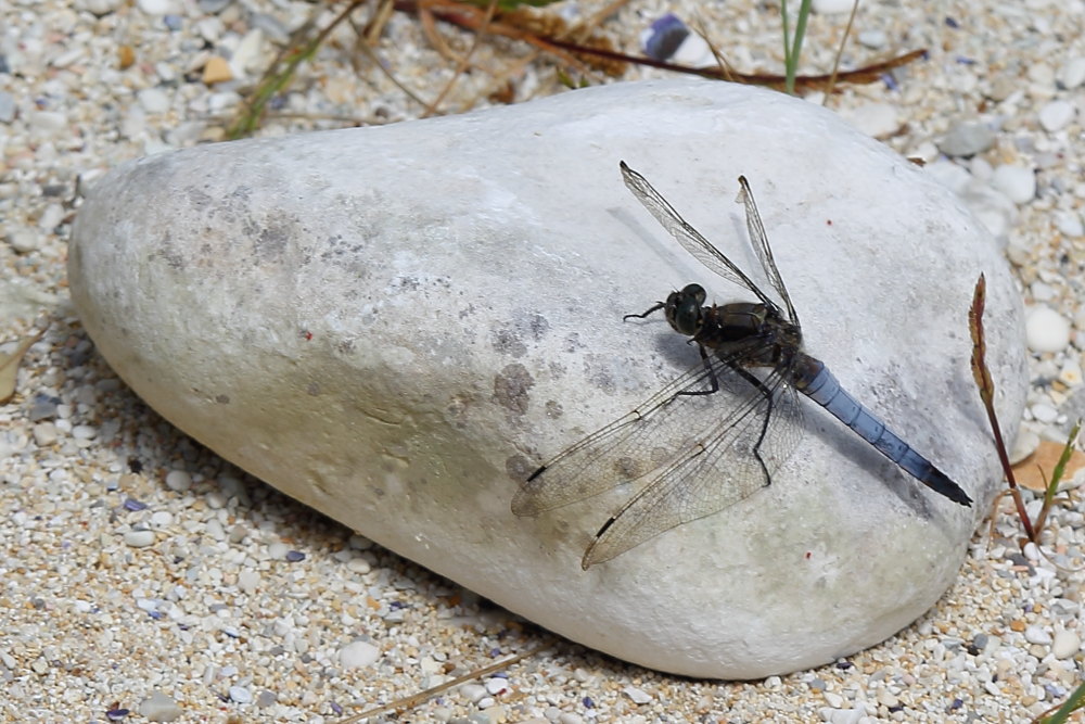 Orthetrum cancellatum?