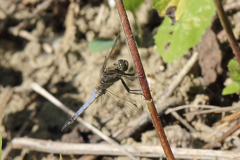 Orthetrum cancellatum?