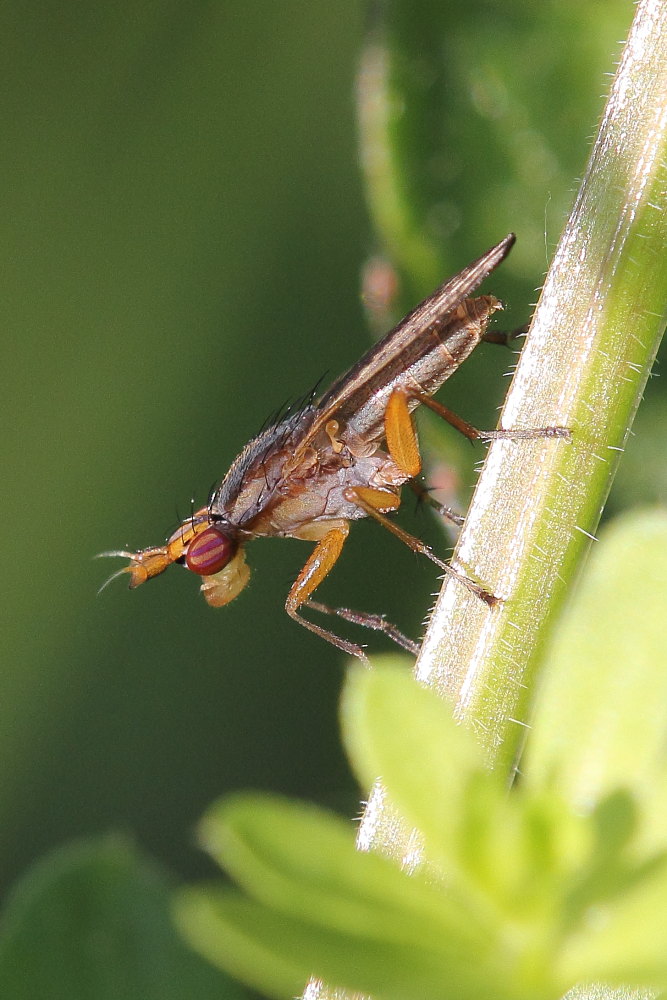 Sciomyzidae: Limnia unguicornis