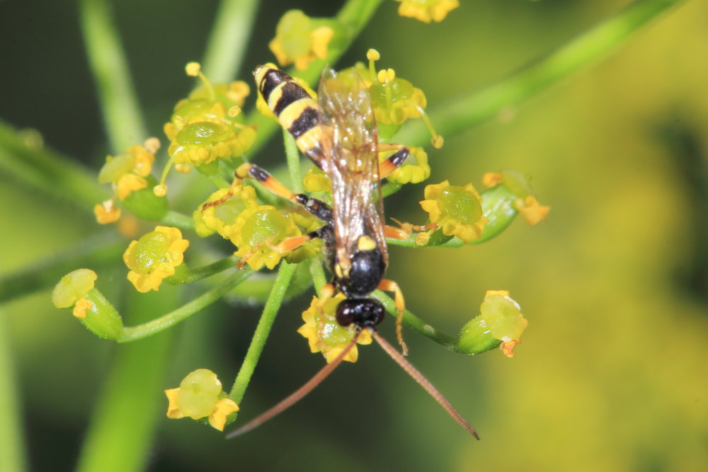 maschio di Ichneumon sp. (cf.), Ichneumonidae