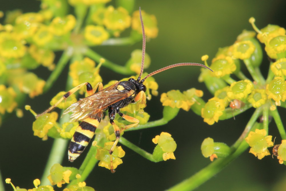 maschio di Ichneumon sp. (cf.), Ichneumonidae