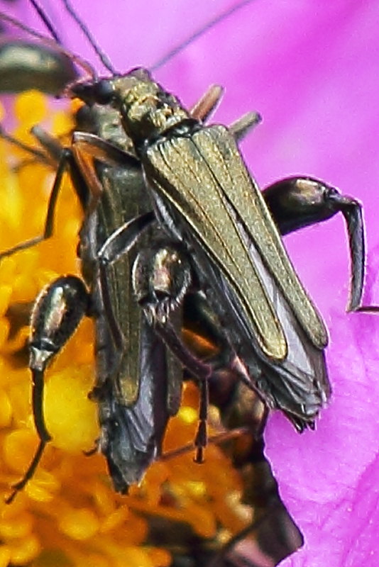 Oedemera flavipes + atrata