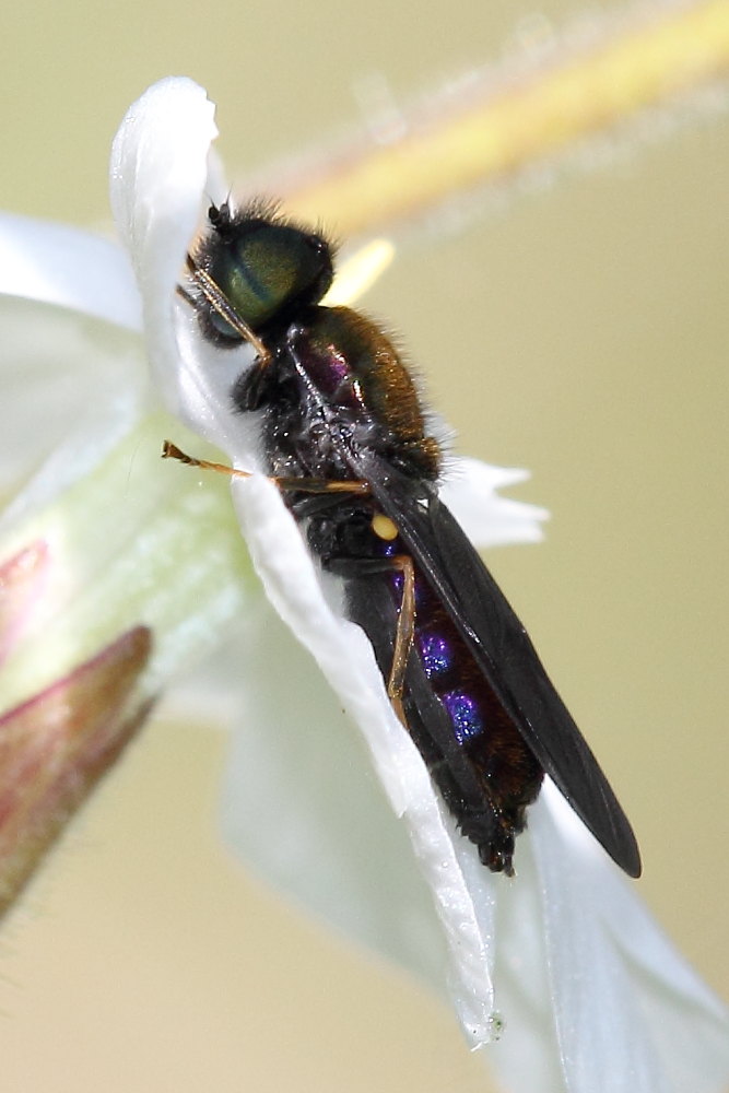 Chloromyia speciosa ? S, maschio (Stratiomidae)