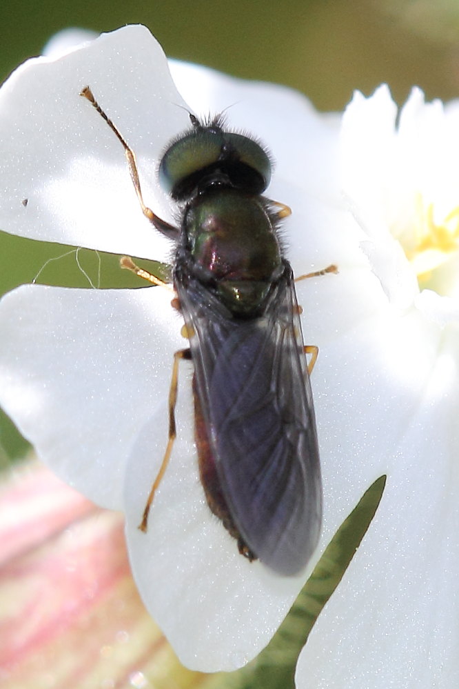 Chloromyia speciosa ? S, maschio (Stratiomidae)