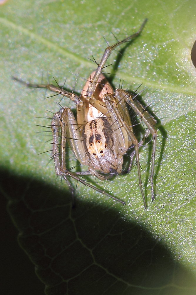 Oxyopes lineatus - Osimo (AN)