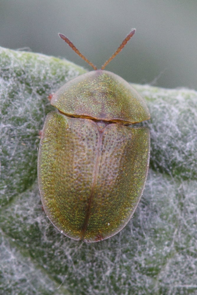 Cassida da identificare