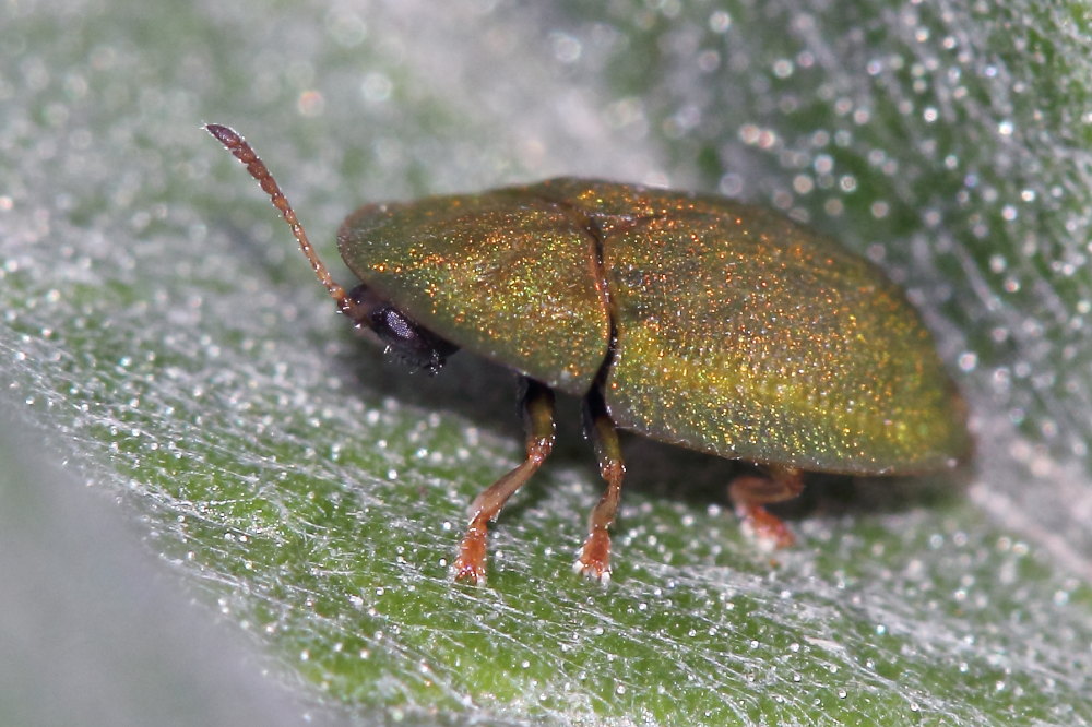 Cassida da identificare