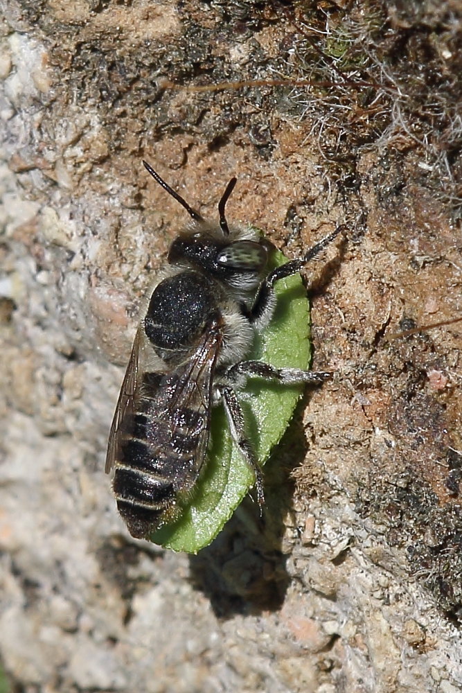 Megachile sp. con disco di foglia