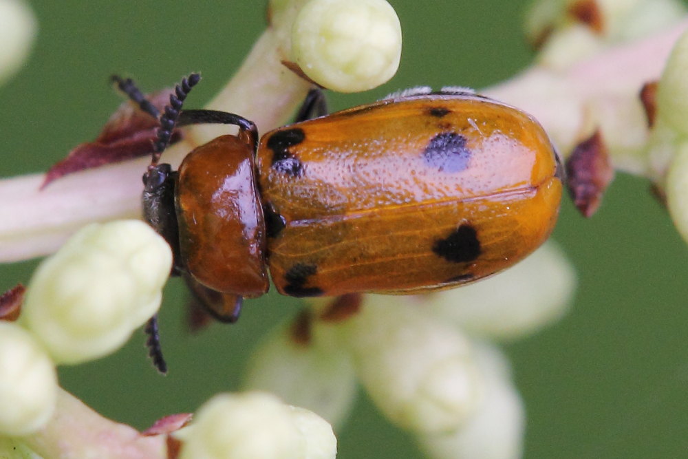 Macrolenes dentipes