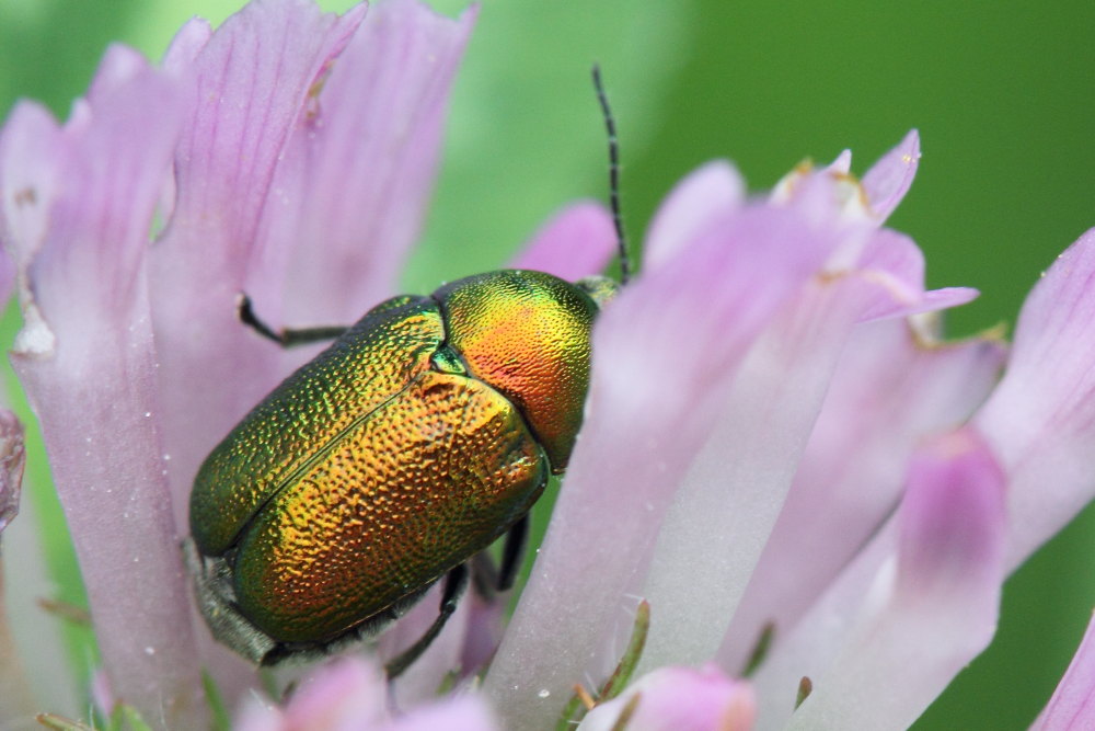 Alcuni Cryptocephalus da identificare