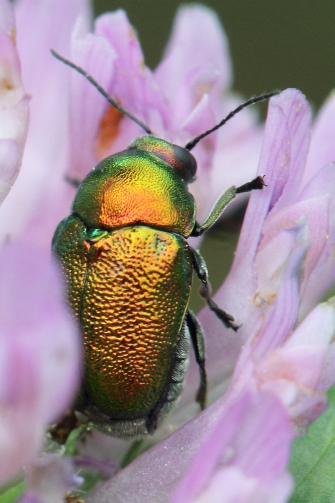 Alcuni Cryptocephalus da identificare