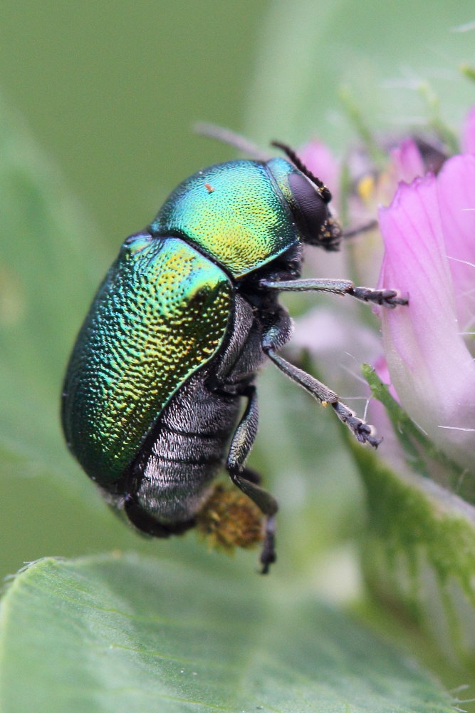 Alcuni Cryptocephalus da identificare