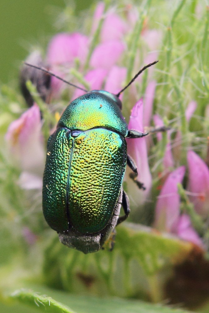 Alcuni Cryptocephalus da identificare