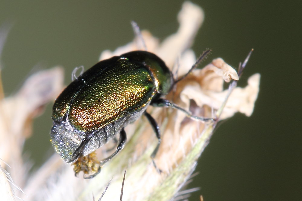 Alcuni Cryptocephalus da identificare