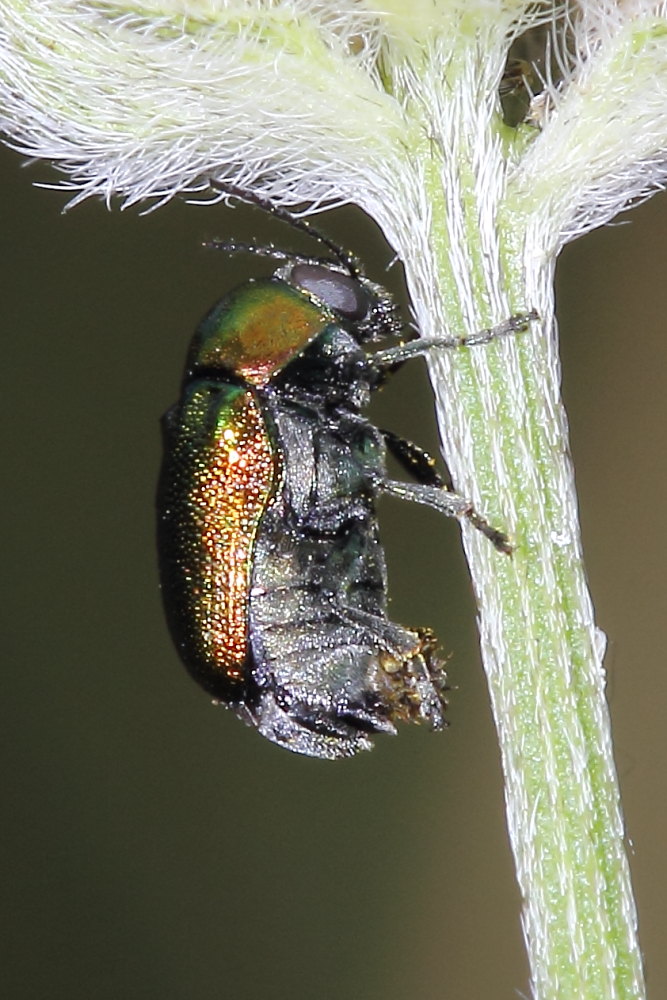 Alcuni Cryptocephalus da identificare