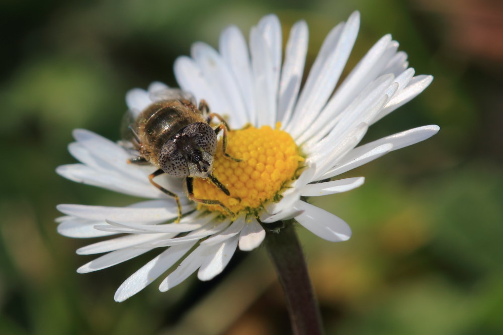 Syrphidae: Eristalinus sp. (aeneus opp. sepulcralis), femmina