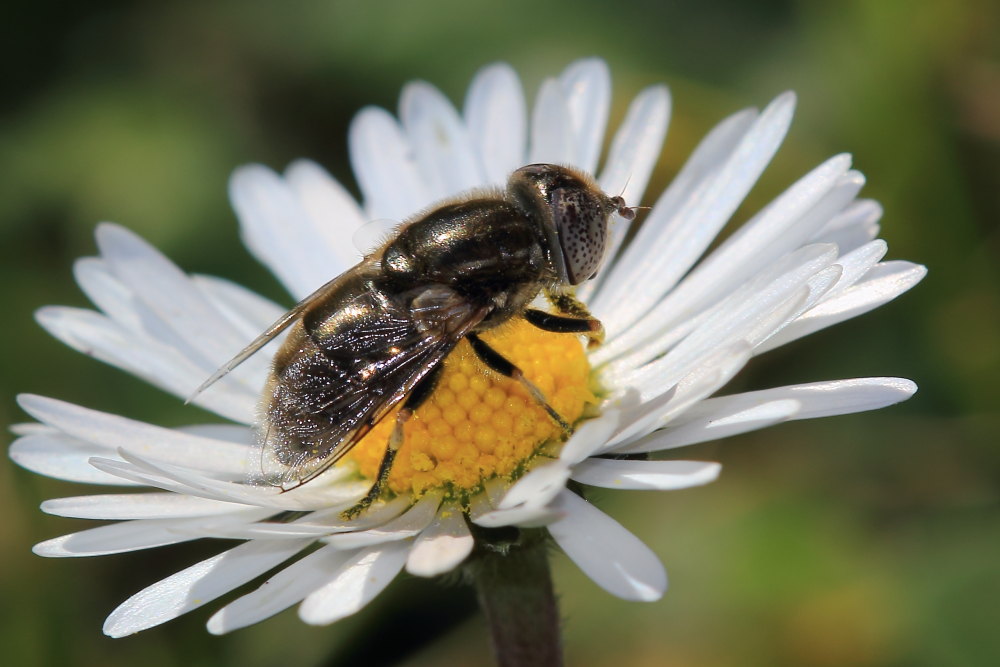 Syrphidae: Eristalinus sp. (aeneus opp. sepulcralis), femmina