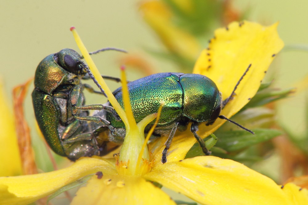 Alcuni Cryptocephalus da identificare