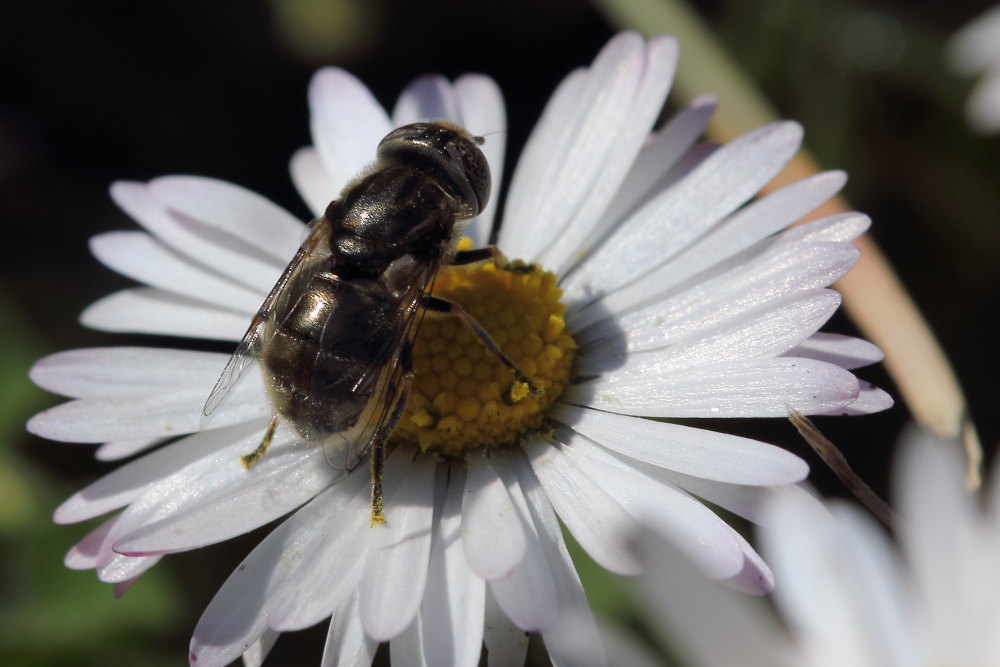 Syrphidae: Eristalinus sp. (aeneus opp. sepulcralis), femmina