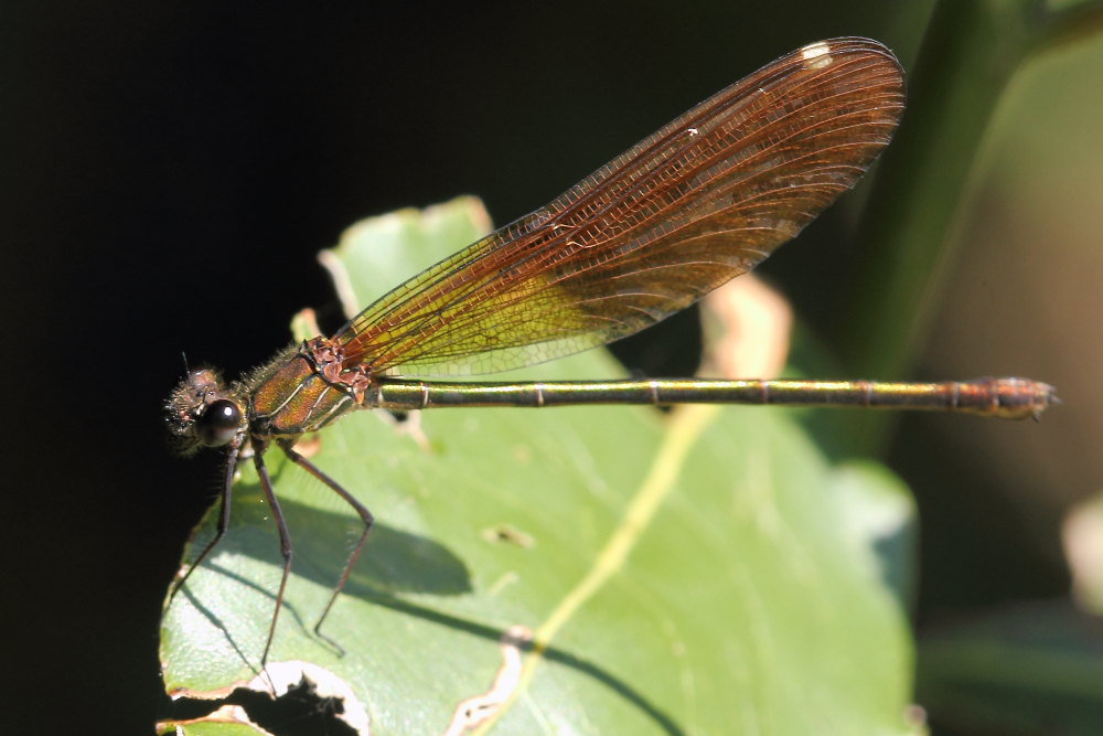 Calopteryx da identificare