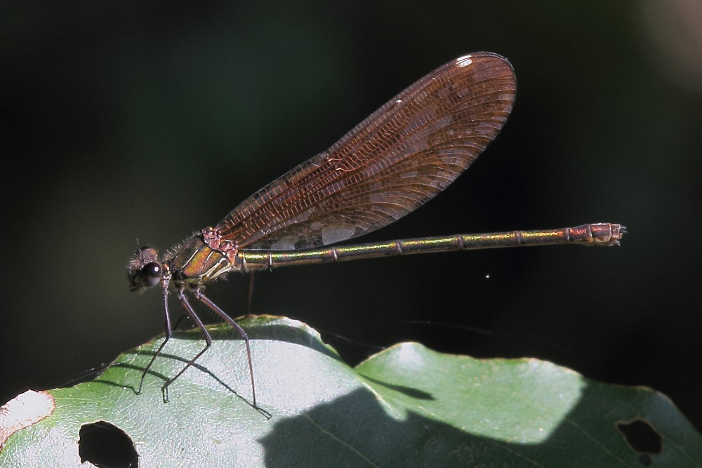 Calopteryx da identificare