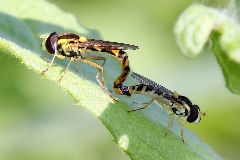 Sphaerophoria scripta ?