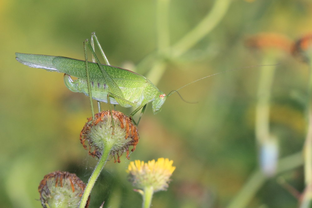 Phaneroptera nana?