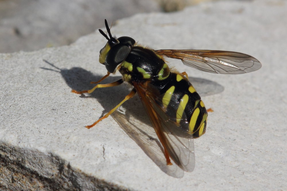 Chrysotoxum intermedium? Si, maschio