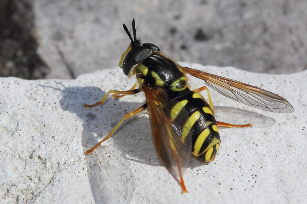 Chrysotoxum intermedium? Si, maschio