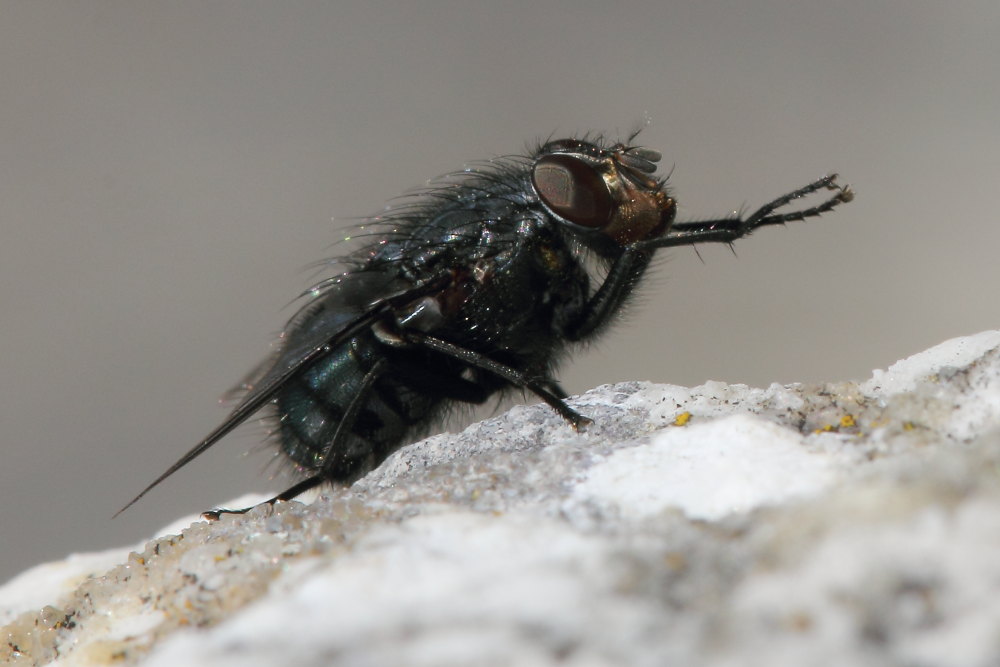 Calliphoridae:   Calliphora vicina