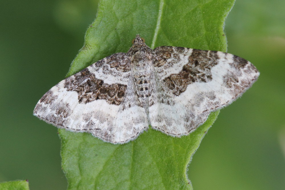 Geometridae  da identificare