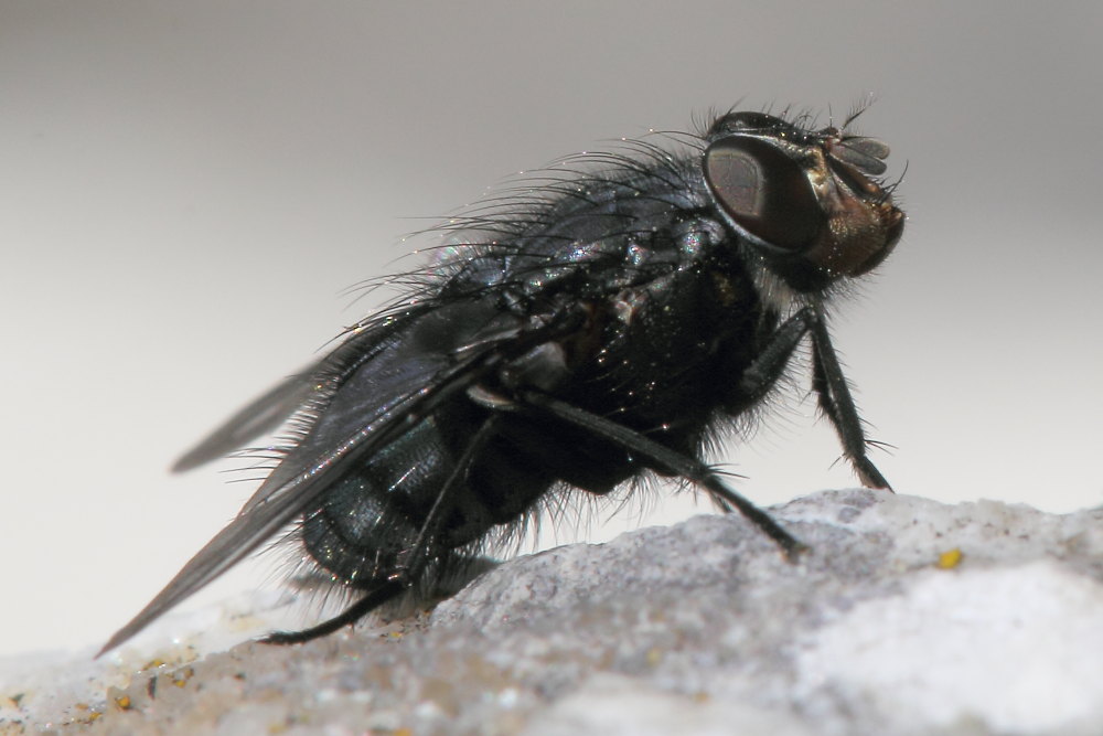 Calliphoridae:   Calliphora vicina