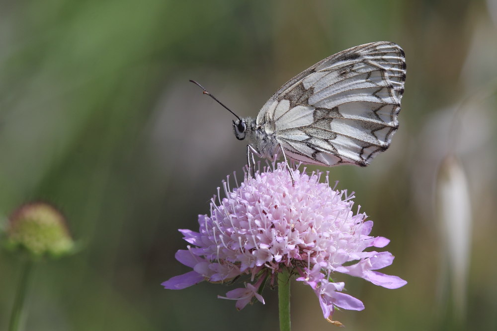 Melanargia galathea