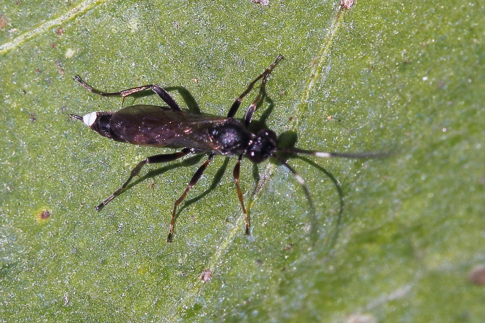 Ichneumonidae da identificare 1