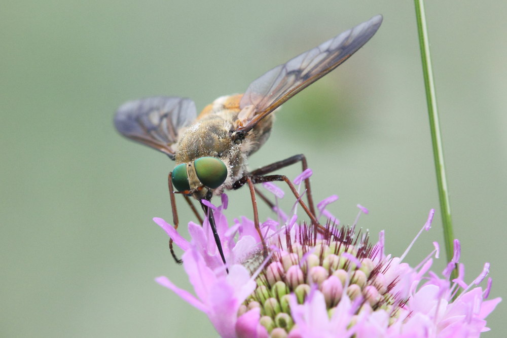 femmine di Tabanidae:  Pangonius cfr. striatus e Philipomyia aprica