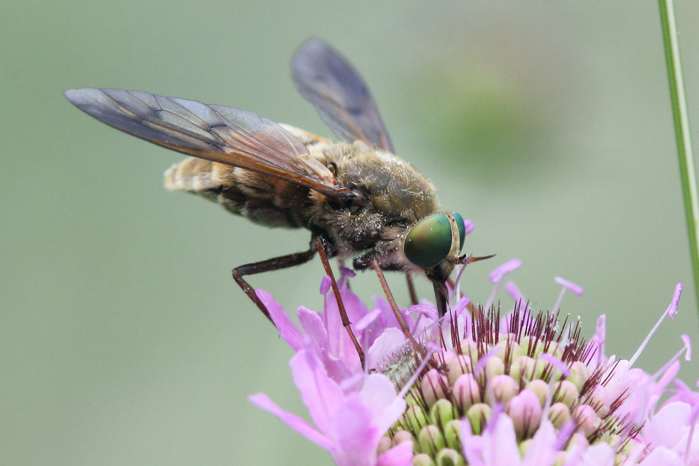 femmine di Tabanidae:  Pangonius cfr. striatus e Philipomyia aprica