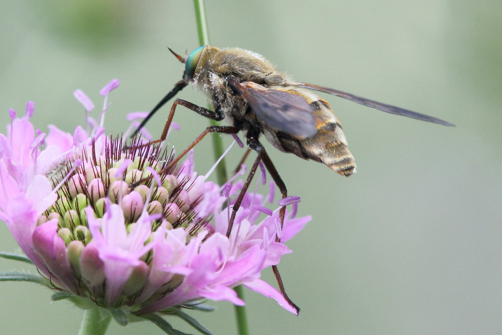 femmine di Tabanidae:  Pangonius cfr. striatus e Philipomyia aprica