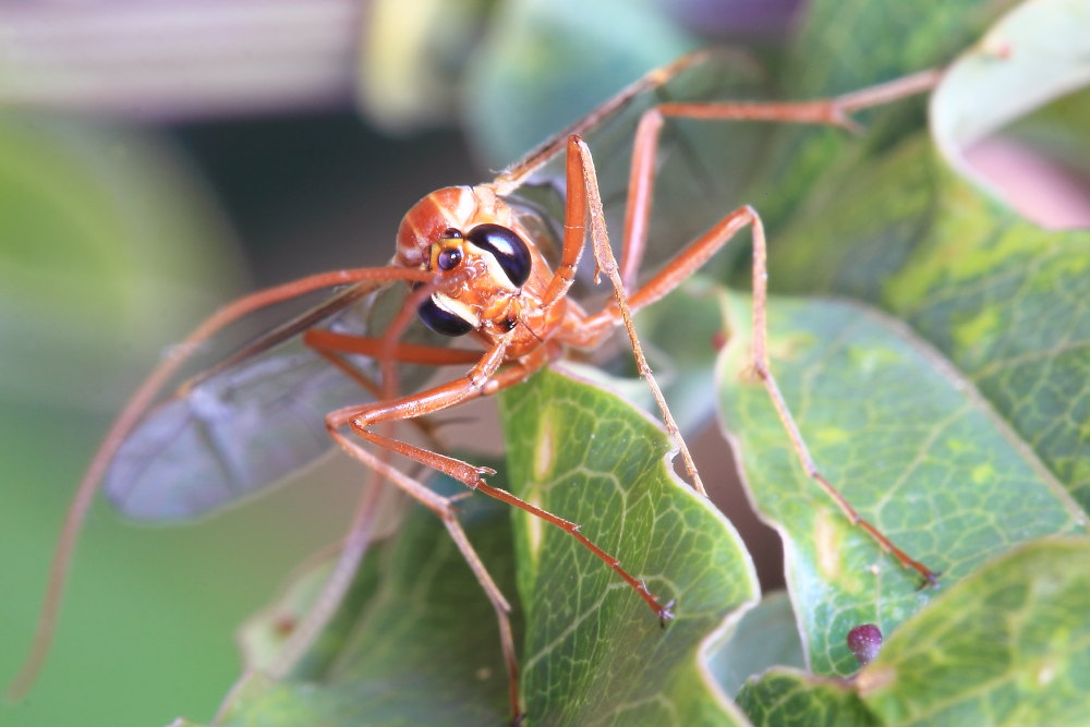 Ophion sp., Ichneumonidae