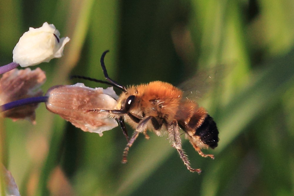 Eucera sp. (Apidae)