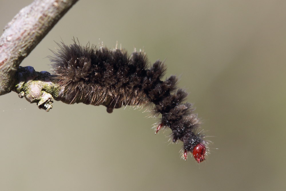 Da identificare - Amata phegea, Erebidae